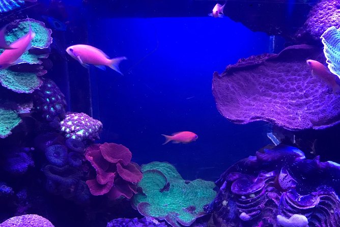Dubai Aquarium and Underwater Zoo Admission Ticket with Options - How long should you allow?