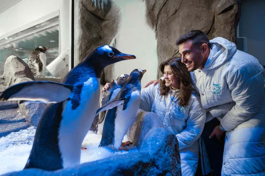 Dubai: Aquarium and Underwater Zoo Experience - Penguin Cove and the Gentoo penguin encounter