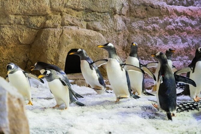 Dubai Aquarium and Underwater Zoo with Penguin Cove Tickets. - Optional activities that may improve the visit