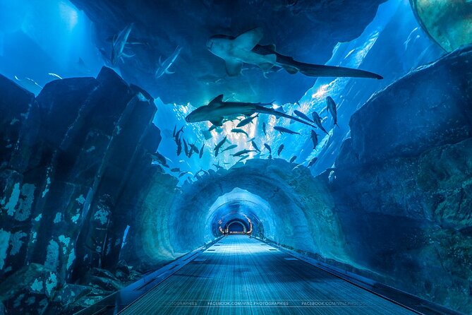 Dubai Aquarium and Underwater Zoo with Penguin Cove Tickets. - Timing, crowds, and how long to allow