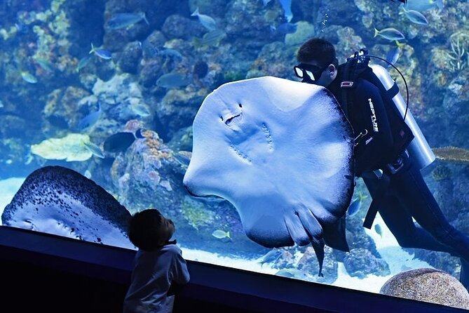Dubai Aquarium underater zoo penguin cove with optional transport - The Underwater Zoo adds crocodiles and land-based displays