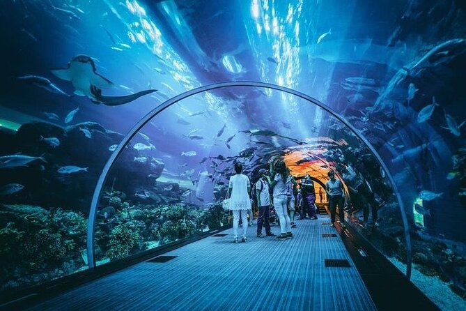 Dubai Aquarium underater zoo penguin cove with optional transport - The Aquarium Tunnel brings you close to the action