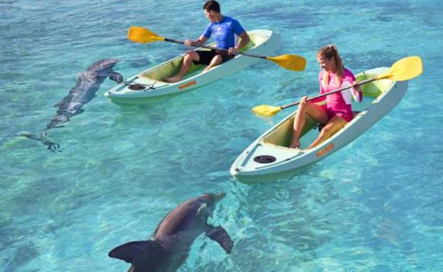 Dubai: Atlantis Dolphin Kayak Trip & Aquaventure Waterpark - Meeting the dolphins at Dolphin Bay Lagoon
