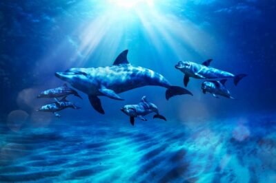 Atlantis Dolphin Kayak Trip & Aquaventure Waterpark