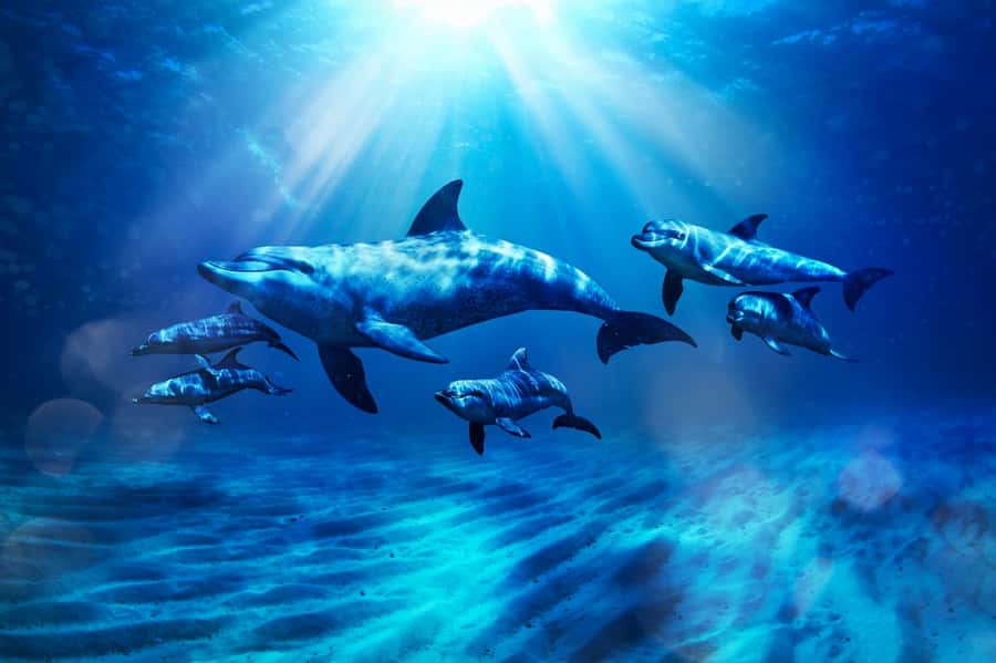 Dubai: Atlantis Dolphin Kayak Trip & Aquaventure Waterpark - What the kayak encounter feels like