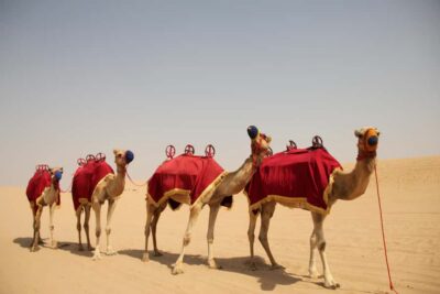 Bedouin Camp, Dune Safari, Falcon Show & BBQ Dinner