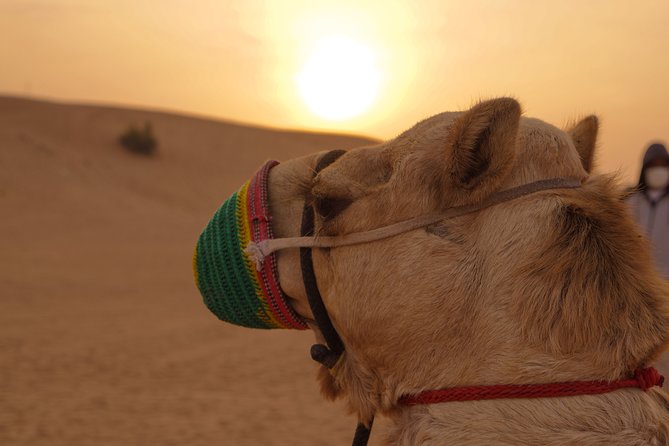 Dubai Buggy Tour in red sands and Desert Safari - What the $250 price buys you