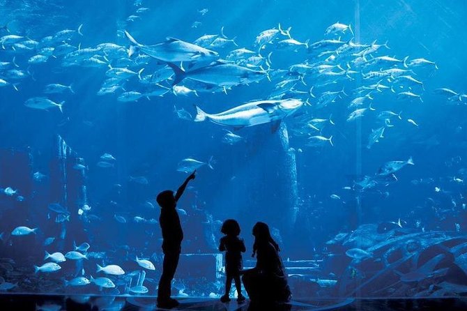 Dubai City Tour : Half Day - Palm Jumeirah and Dubai’s resort side