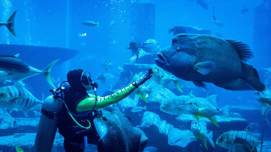 Dubai: City Tour with Iconic Attractions Tickets - Atlantis and Lost Chambers Aquarium
