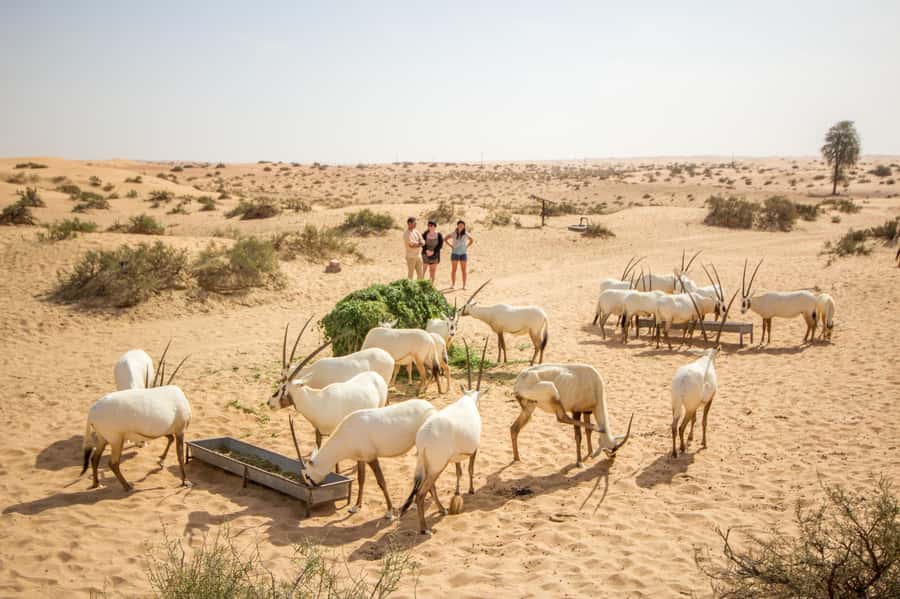 Dubai: Conservation Drive & Platinum Breakfast - A calm start before Dubai gets busy