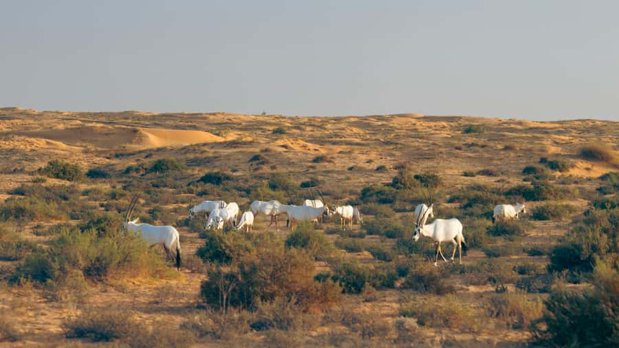 Dubai: Conservation Drive & Platinum Breakfast - Breakfast at the private Platinum Camp
