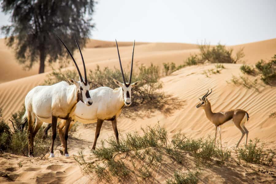 Dubai: Conservation Drive & Platinum Breakfast - Practical timing and group details