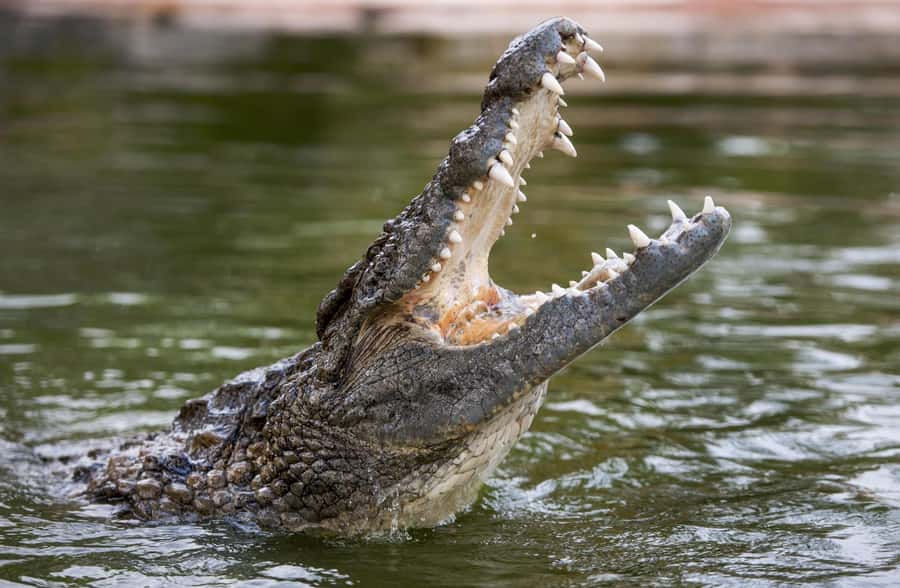 Dubai Crocodile Park Ticket - Key points to know before you go