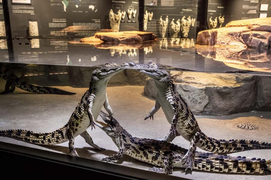 Dubai Crocodile Park Ticket - Why Dubai Crocodile Park is worth your time