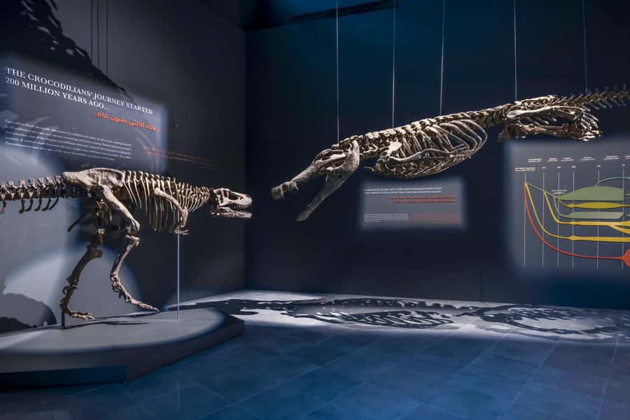 Dubai Crocodile Park Ticket - Seeing crocodiles at different ages and sizes