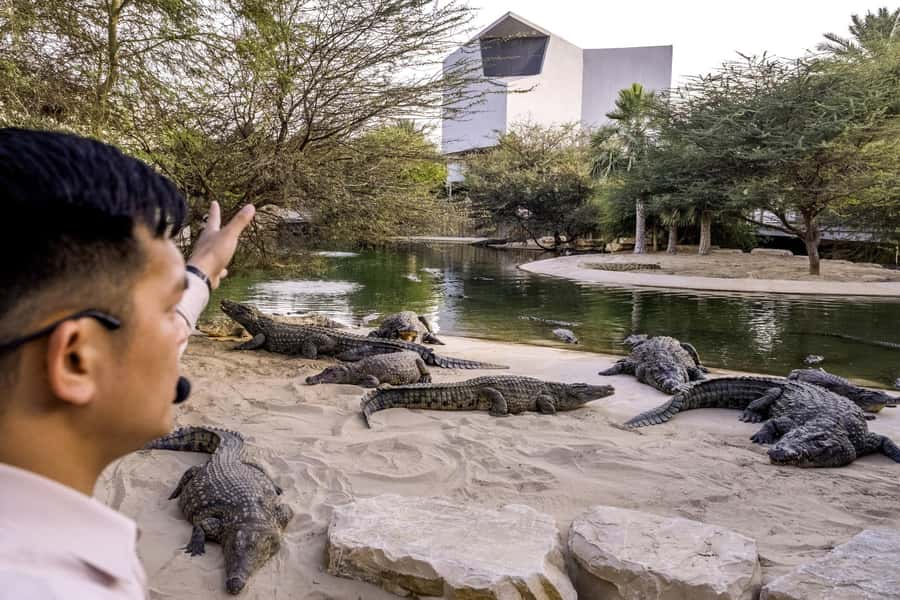 Dubai Crocodile Park Ticket - The baby crocodile encounter