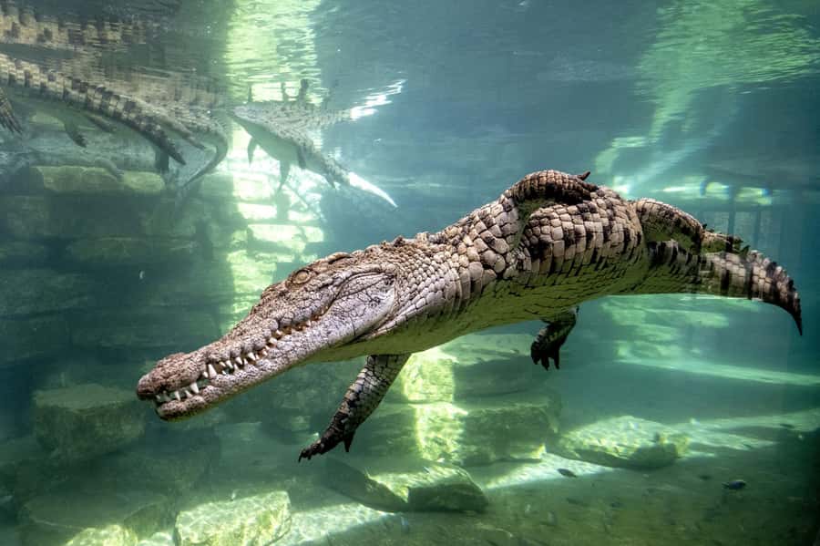 Dubai Crocodile Park Ticket - Entering an African-themed crocodile habitat