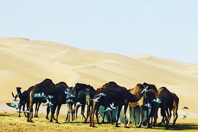 Dubai Desert Adventure Half-Day Tour - Falconry and the Desert Culture Element