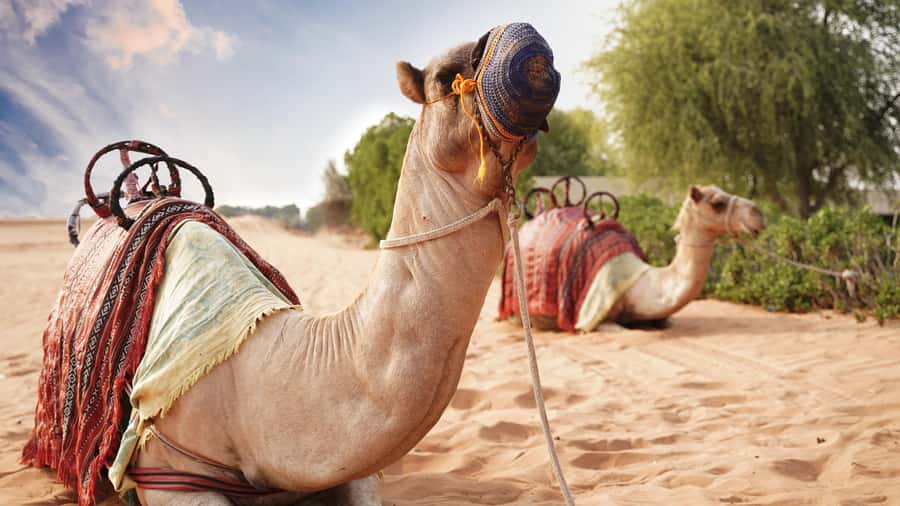 Dubai Desert Adventure: Red Dunes Guided Quad/Polaris & BBQ - BBQ Dinner and Three Evening Shows