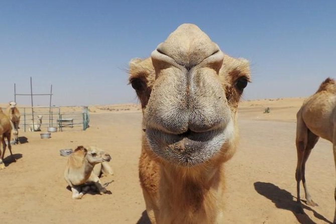 Dubai Desert Afternoon Quad Safari with Camel Ride, BBQ Dinner and Belly Dancing - A camel ride with limited time