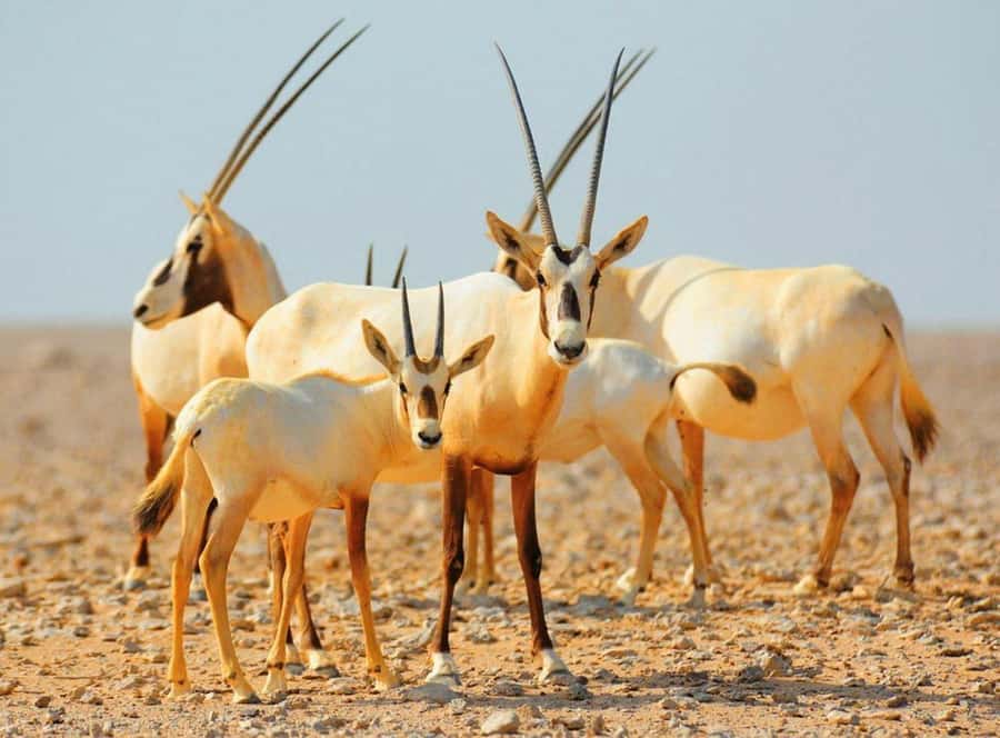Dubai Desert Morning Drive with Wildlife Experience - Why this morning tour works well