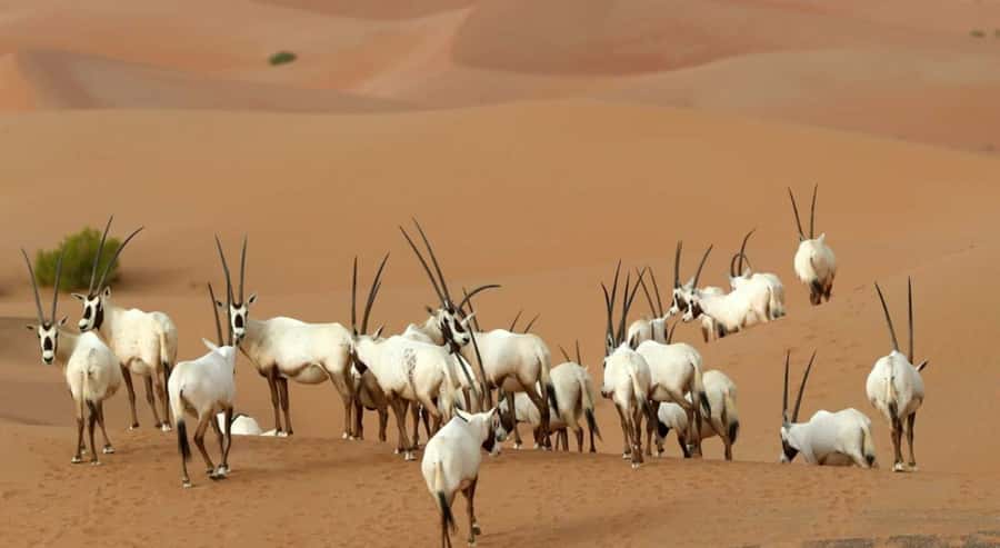 Dubai Desert Morning Drive with Wildlife Experience - Coffee, dates, and the snack box