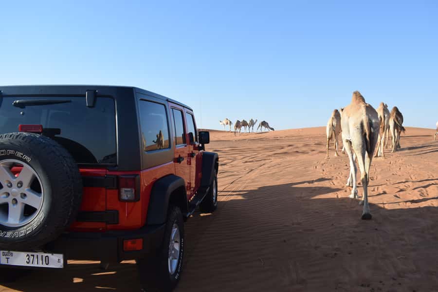 Dubai: Desert Safari, Quad Bike, Camel Ride and Sandboarding - Quad biking: exciting, but take the warning seriously
