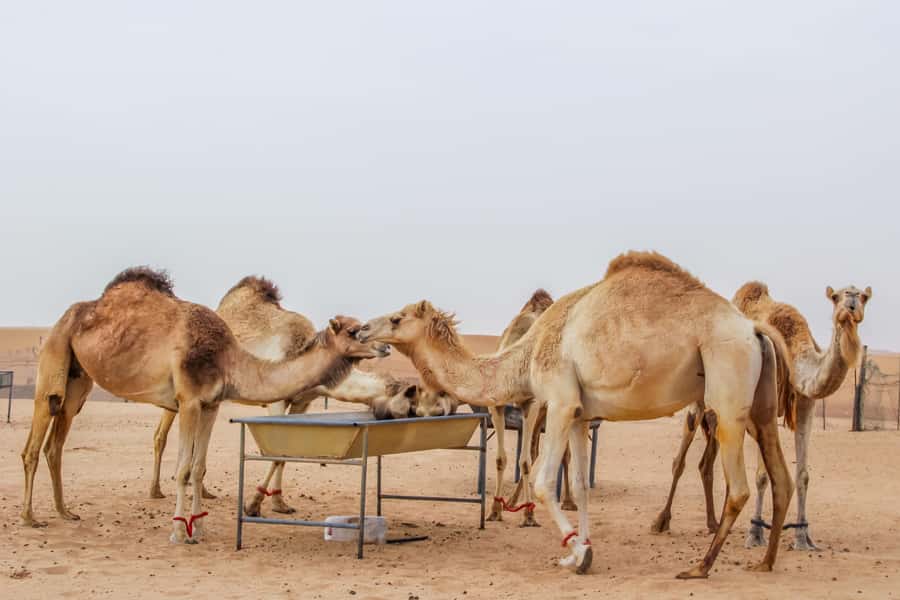 Dubai Desert Safari, Quad Biking, Camel Ride, & Sandboarding - Who Will Enjoy This Safari Most?