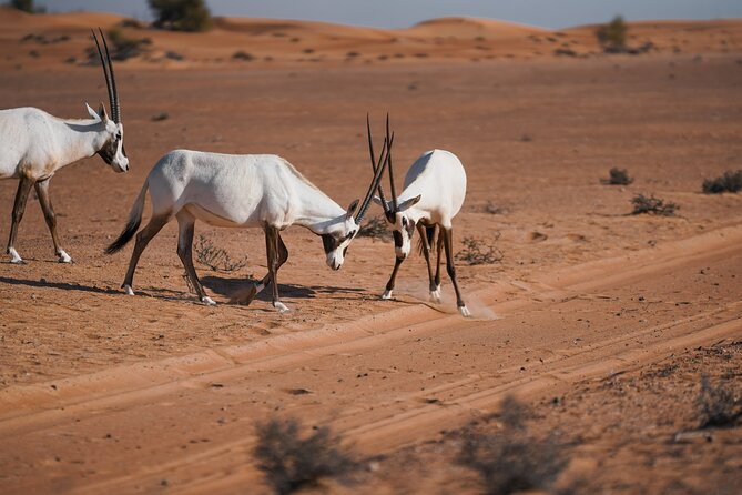 Dubai Desert Safari Thrill: Camel Ride, Live shows, BBQ & Spirits - Tanoura, belly dancing, and fire