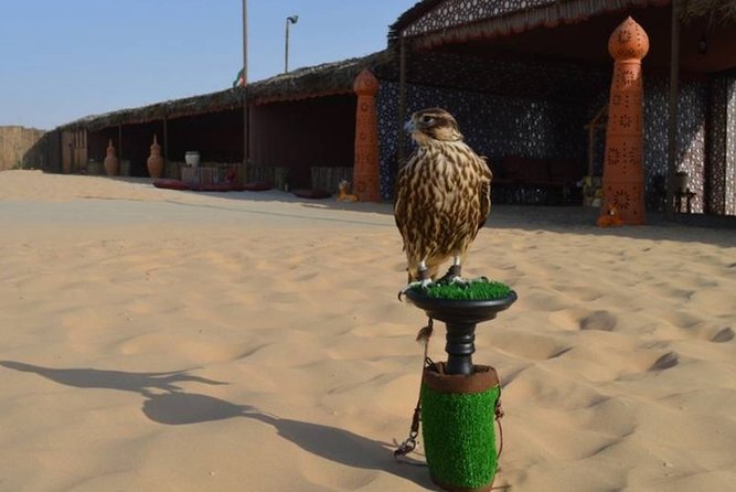 Dubai Desert Safari with Camel Riding, Sand Boarding,BBQ Dinner and 3 Live Shows - Camel riding at the Bedouin-style camp