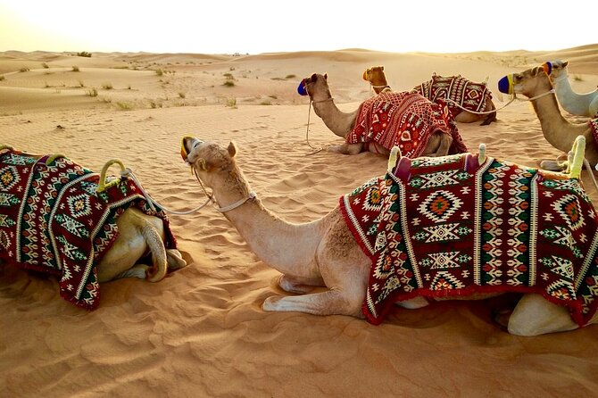 Dubai Desert Safari with Dinner - Camel riding and camp traditions