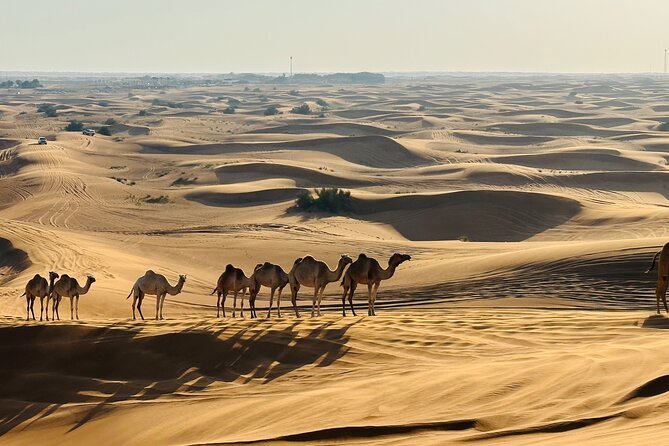 Dubai Desert Sunrise with Dune Bashing & Camel Ride - Why this sunrise safari works so well