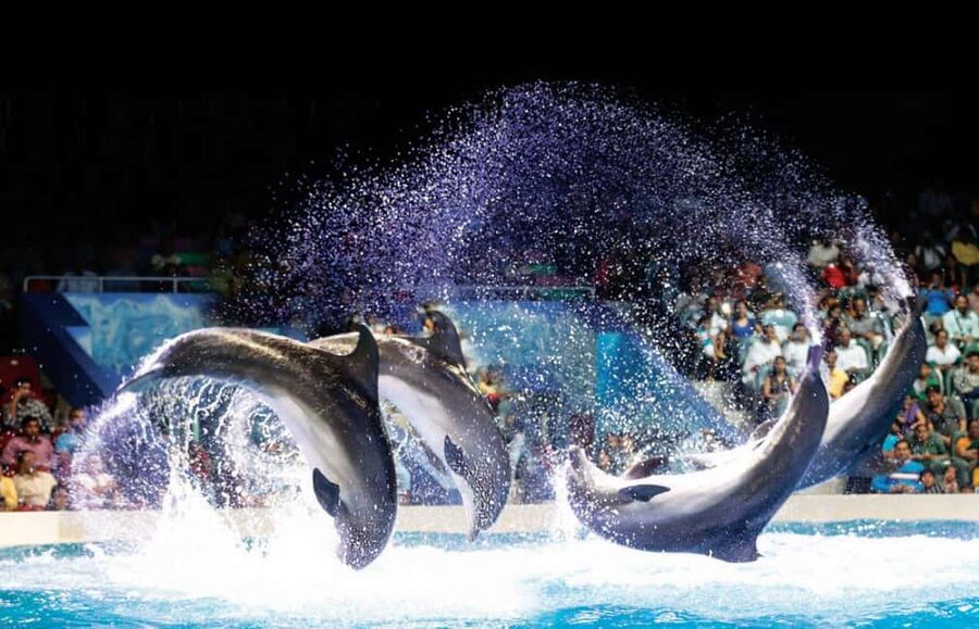 Dubai: Dubai Dolphinarium Dolphin, Seal & Bird Show Tickets - Key points to know before you go