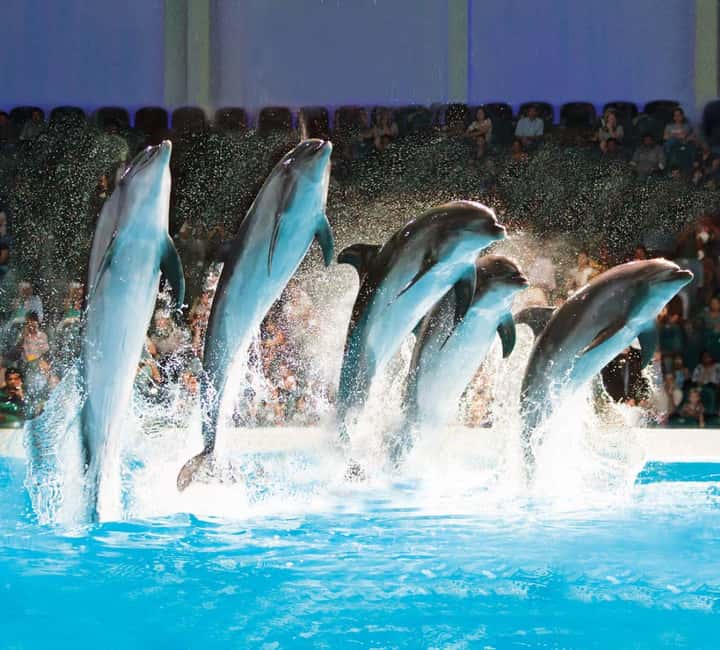 Dubai: Dubai Dolphinarium Dolphin, Seal & Bird Show Tickets - Inside Creek Park, finding the dolphinarium