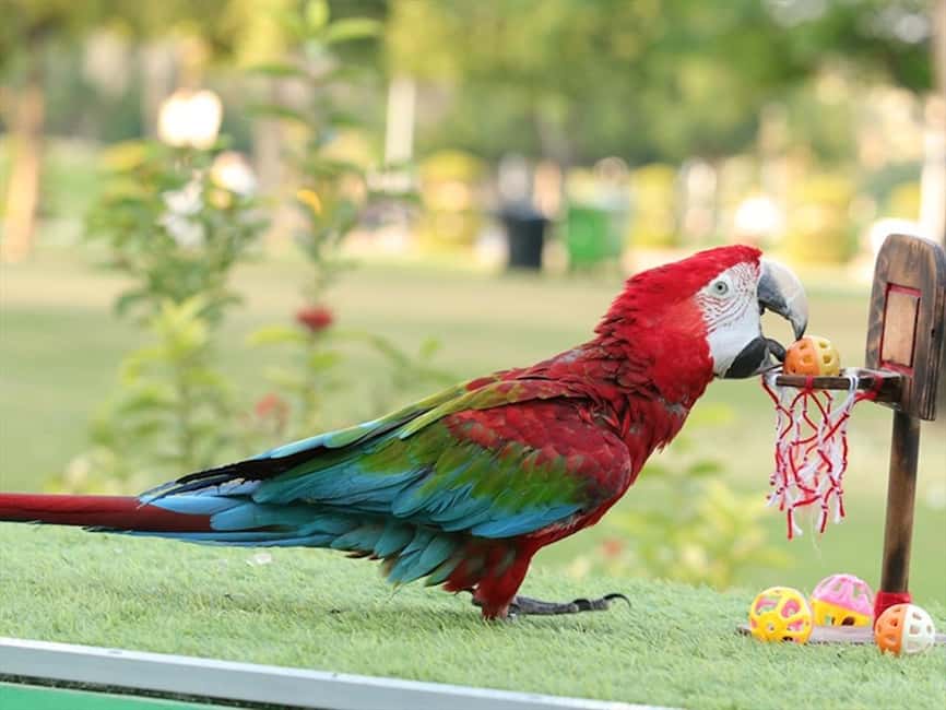 Dubai: Dubai Dolphinarium Dolphin, Seal & Bird Show Tickets - What the VIP seats change