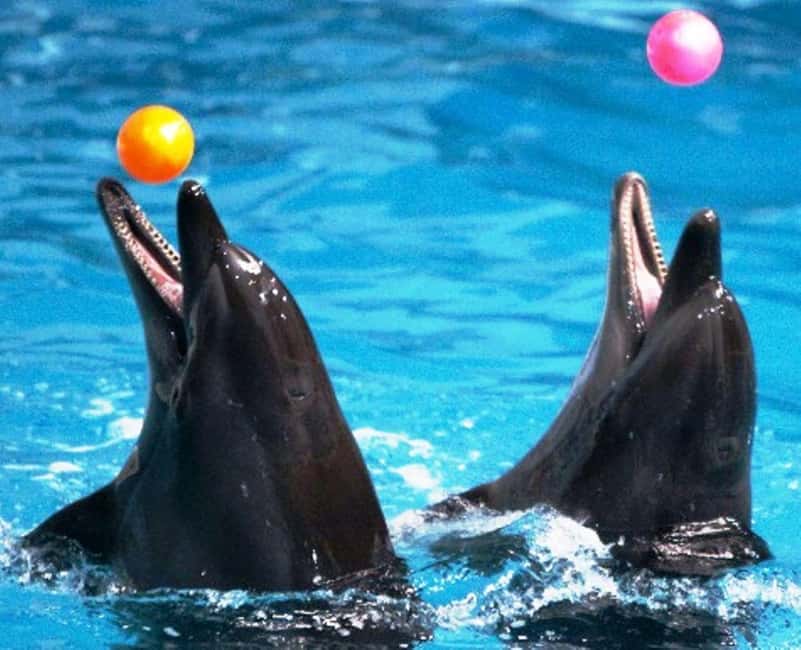 Dubai: Dubai Dolphinarium Dolphin, Seal & Bird Show Tickets - Who should book this experience?