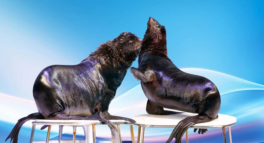 Dubai: Dubai Dolphinarium Dolphin, Seal & Bird Show Tickets - The dolphin and seal show: the main event