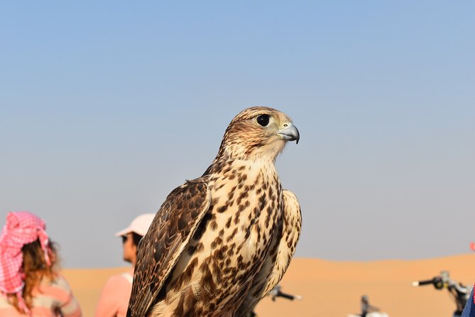 Dubai: Evening Desert Safari, Camel Ride, Shows & BBQ Dinner - Is $50 a Fair Price?