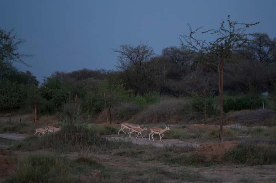 Dubai: Evening Desert Safari with Camel Ride & Stargazing - Wildlife walks after sunset