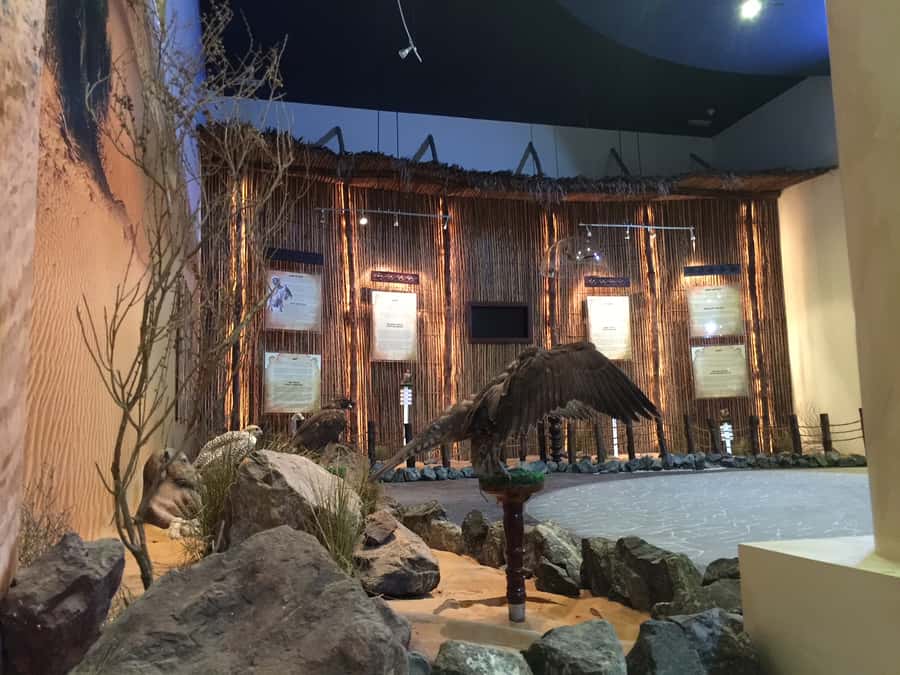 Dubai Falconry Safari - Seeing traditional and modern falcon training