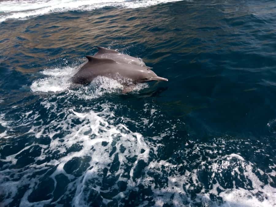 Dubai: Full-Day Sea Safari to Musandam - Is $107 good value?