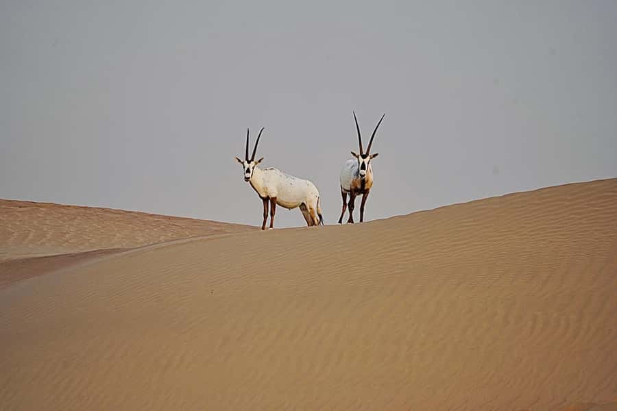 Dubai: Half-Day Camel Trekking with Al Marmoom Breakfast - Wildlife in Al Marmoom: what you might see