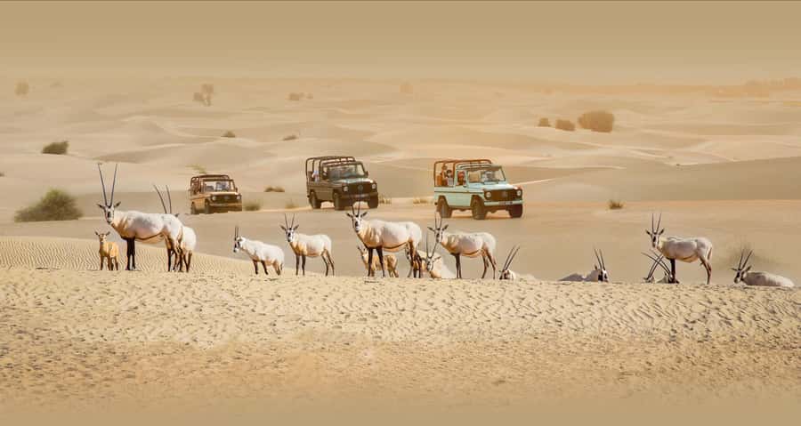 Dubai: Heritage Safari, Camel Ride & Al Marmoom Oasis Dinner - Coffee, sweets, and a Bedouin village welcome