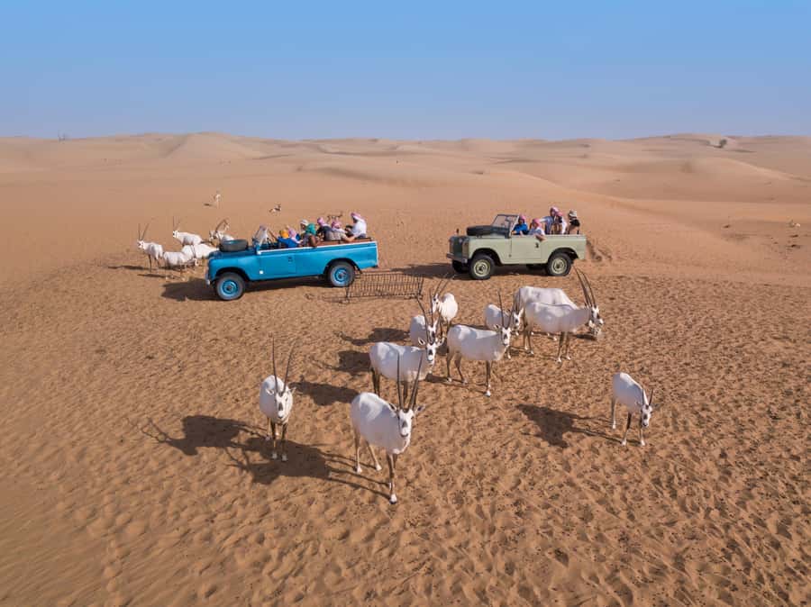 Dubai: Heritage Safari in Vintage Land Rover with Dinner - Sunset falconry on the royal desert grounds