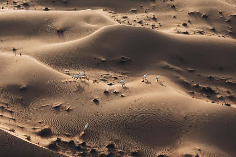 Dubai: Hot Air Balloon Ride with Camel Ride & Falcon Show - Returning to the desert camp for animal rides