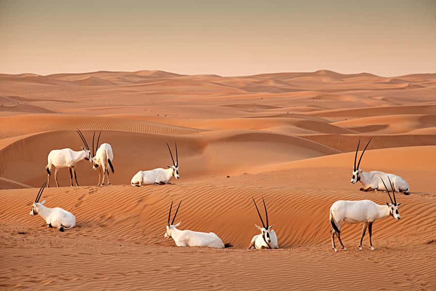 Dubai: Hot Air Balloon with Camel, ATV, & Horse Ride Options - Should you book the Dubai balloon ride?