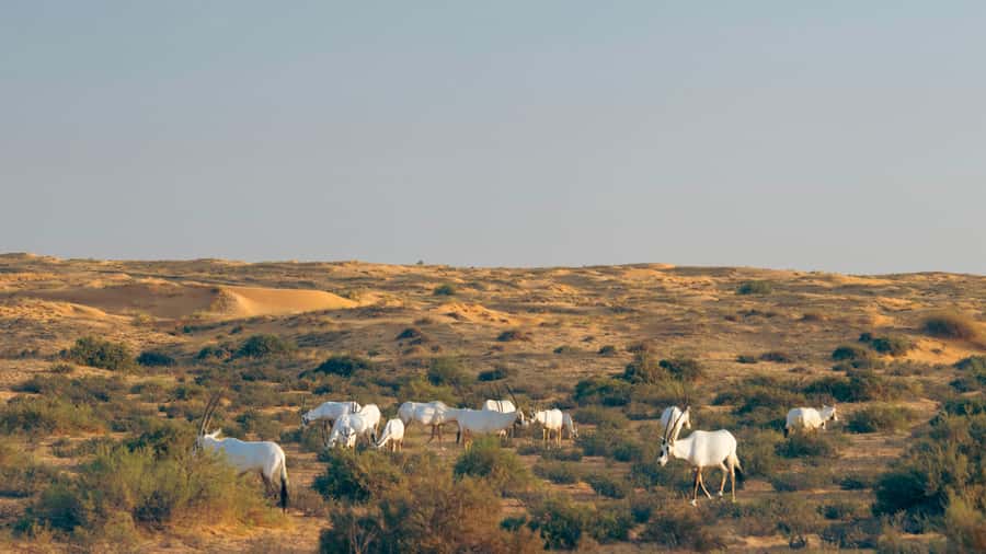 Dubai: Luxury Safari with Michelin-Curated 5-Course Dinner - A protected desert drive in a Land Rover Defender
