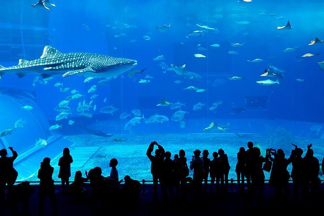Dubai Mall Aquarium & Underwater Zoo with Penguin Cove Tickets - The Underwater Zoo adds crocodiles, piranhas, and reptiles