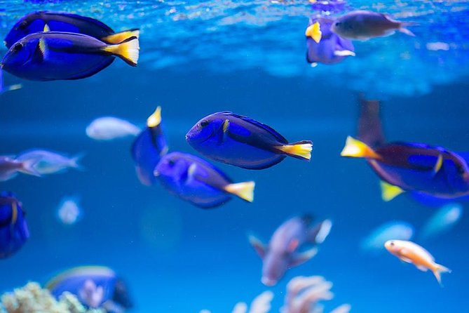 Dubai Mall Aquarium & Underwater Zoo with Penguin Cove Tickets - Walking beneath the 10-million-liter tank