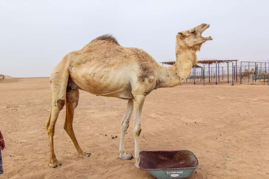 Dubai: Morning Desert Safari with Camel Ride & Sandboarding - The Guides Make a Real Difference
